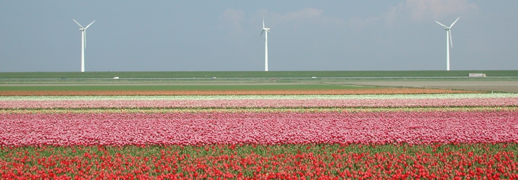 tulips and turbines